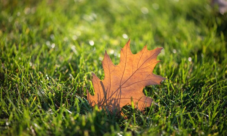 Have a Mindful Autumn: Slow Down & Enjoy the Small Things